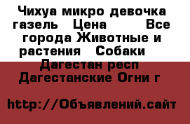 Чихуа микро девочка газель › Цена ­ 65 - Все города Животные и растения » Собаки   . Дагестан респ.,Дагестанские Огни г.